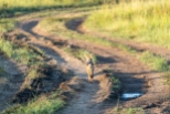 Schakal Masai Mara 2020_1-2
