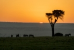 Sonnenaufgang Masai mara 2020_1-2