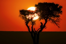 Sonnenaufgang und Greifvogel Masai mara 2020_2-2