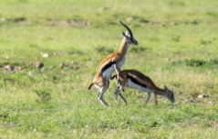 Thomson gazellen Masai Mara 2020 02_1-2