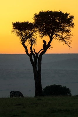 Zebra u Adler Morgensonne Masai Mara 2020-02-2-2