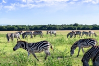 Zebras Masai Mara 2020-02-1-2