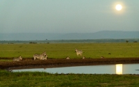 Zebras Mondlicht Masai Mara 2020-02-1-2