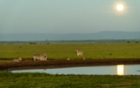 Zebras Mondlicht Masai Mara 2020-02-1-2