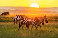 Zebras Sonnenaufgang Masai Mara 2020-02-2-2